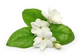Three white jasmine flowers with green leaves on a white background