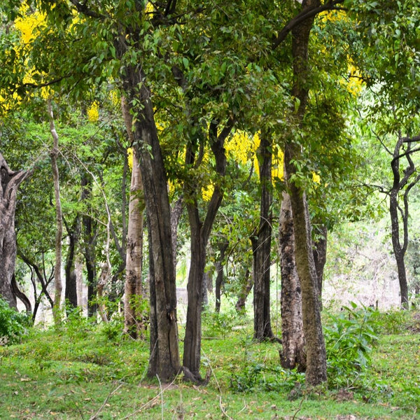 Sandalwood Tamil Nadu Organic Essential Oil