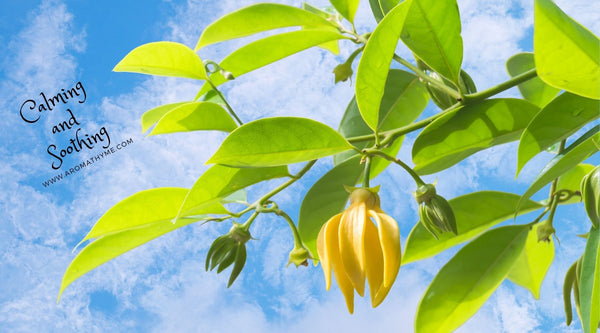 Ylang Ylang "Flower of Flowers"