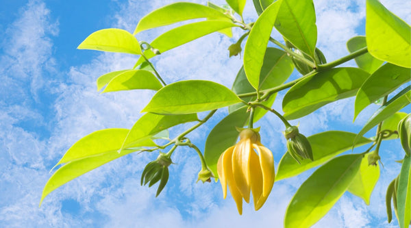 Ylang Ylang Essential Oil Profile