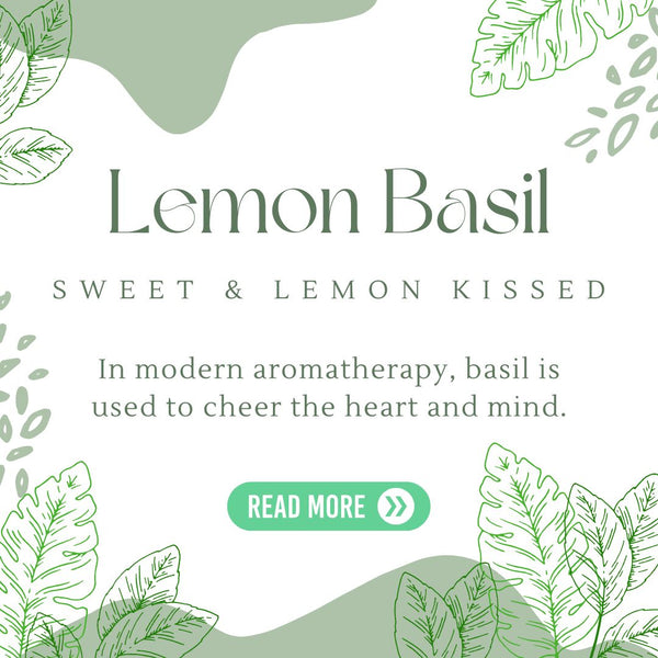 Lemon Basil aromatherapy oil