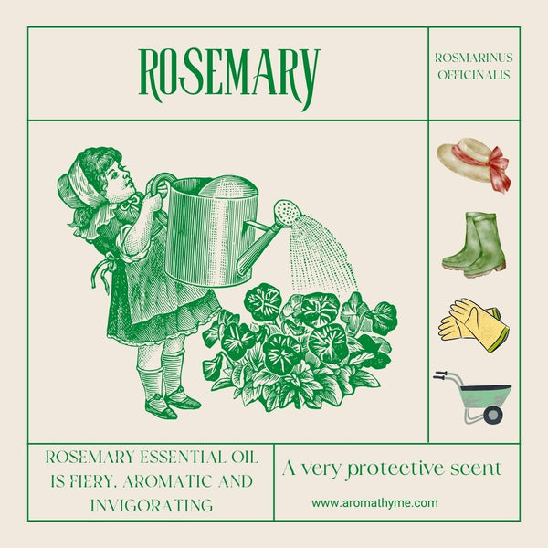 rosemary essential oil