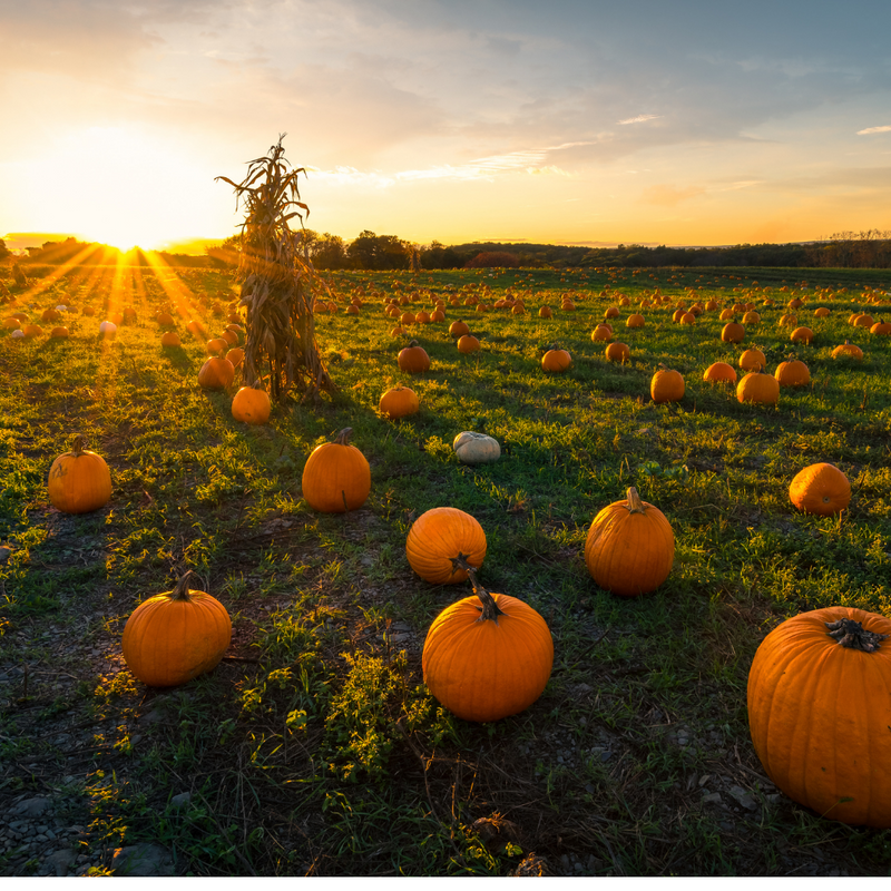 pumpkin seed organic carrier oil