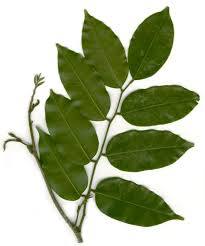 Peru Balsam Essential Oil