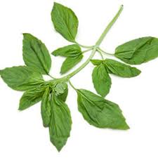 Basil Essential Oil