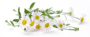 Chamomile German Essential Oil