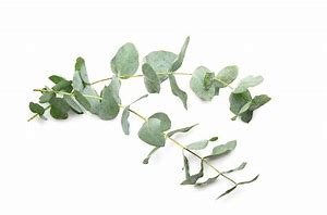 Eucalyptus Smithi Certified Organic Essential Oil