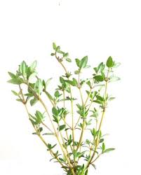 Thyme Red Essential Oil