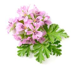 Geranium Rose Organic Essential Oil