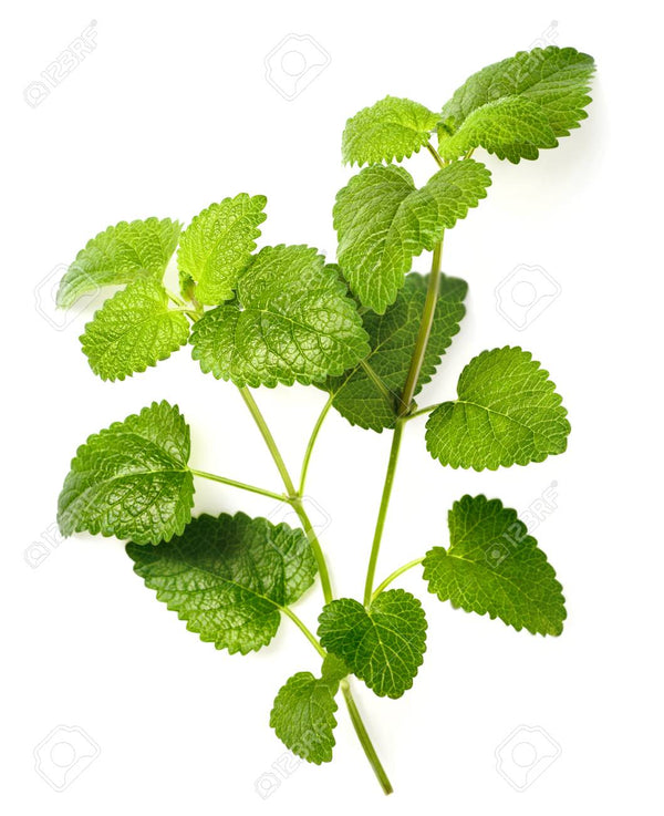 Lemon Balm (Melissa) Essential Oil Organic