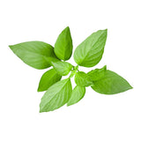 Lemon Basil Essential Oil