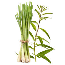 Lemongrass Essential Oil Wild