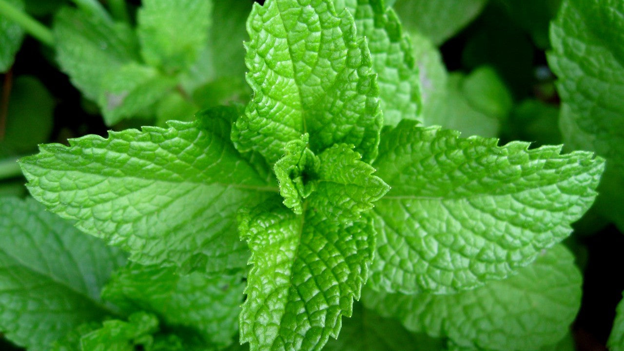 green peppermint leaves