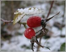 Rose Hip Seed Oil Organic Cold Pressed