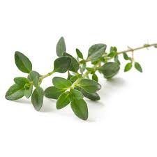 Thyme Linalol  Essential Oil Organic