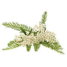 Yarrow Organic Essential Oil