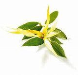 Ylang Ylang Extra Essential Oil Organic